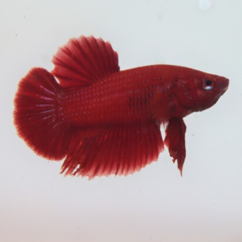 Betta femelle halfmoon super rouge - splendens red halfmoon